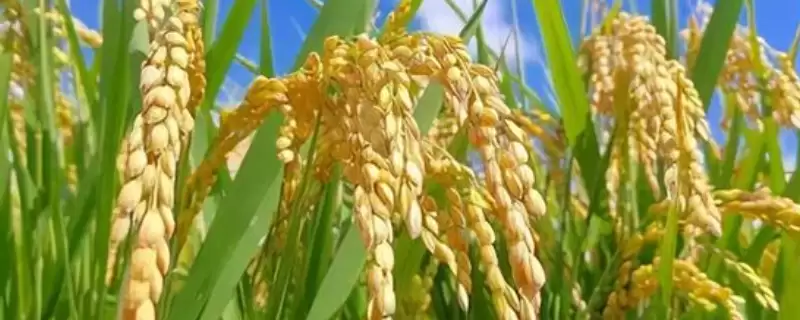 吉农大771水稻种子4月上中旬播种要点(吉农大771水稻种子4月上中旬播种要点)?-会东网