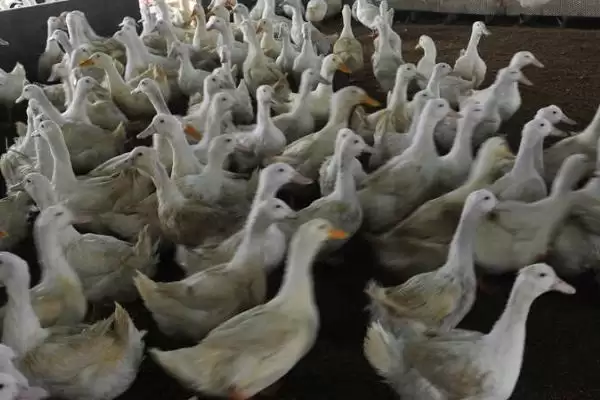 图片[4]-肉鸭应激饲养要点(肉鸭夏季应激饲养要注意通风)？-会东网