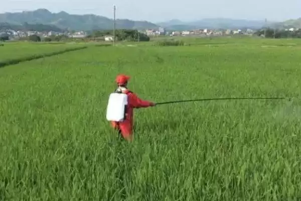 图片[4]-吡唑醚菌酯可防水稻哪些病害对纹枯病防效如何(吡唑醚菌酯防治水稻病害及纹枯病防效)？-会东网