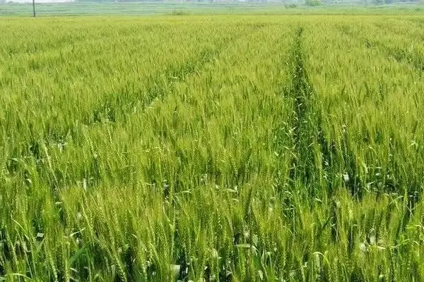图片[3]-小麦分类依据及播种季节等分类方式(小麦怎么分类及分类依据)？-会东网