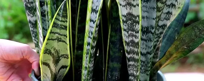 虎尾兰可分株或扦插繁殖的种植技术(虎尾兰分株或扦插繁殖的种植技术)?-会东网