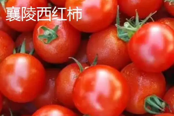 图片[7]-山西省襄汾县特产介绍(山西省襄汾县有地黄药材营销基地)？-会东网