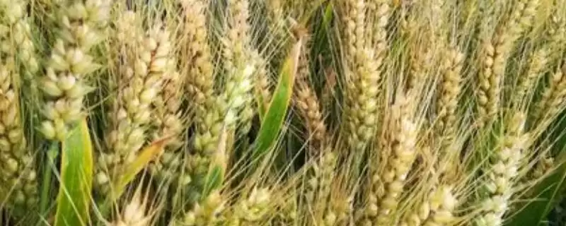 小麦授粉期能否浇水及授粉期禁水原因(小麦授粉期能浇水吗及禁水原因)?-会东网