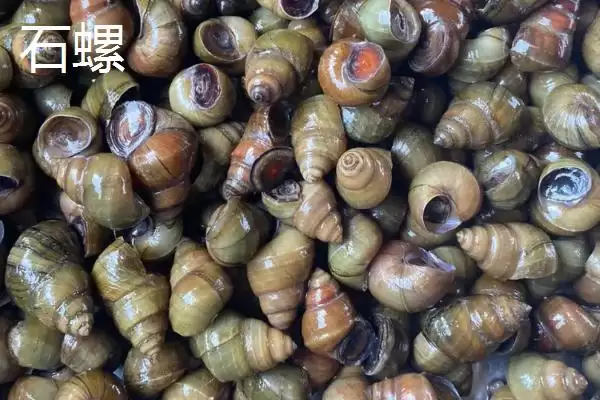 图片[4]-淡水螺的产地相关情况(淡水螺的产地，广东、福建等地养殖较多)？-会东网