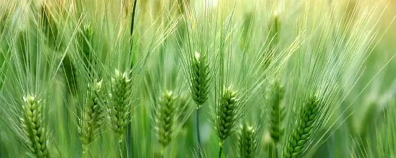 山农59小麦品种基本苗情况(山农59每亩基本苗10-18万)？-会东网