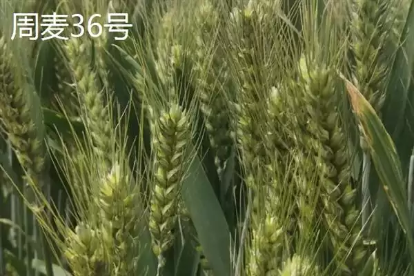 图片[5]-小麦主产区分布及冬小麦北方分布情况(小麦主产区在哪及冬小麦分布)？-会东网