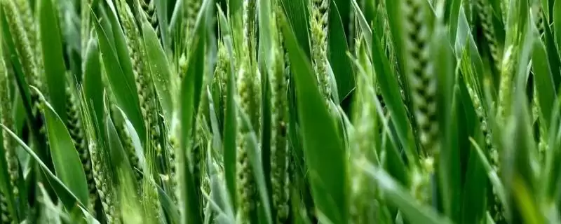 石麦32小麦种子生育期情况(石麦32全生育期235.1天)?-会东网