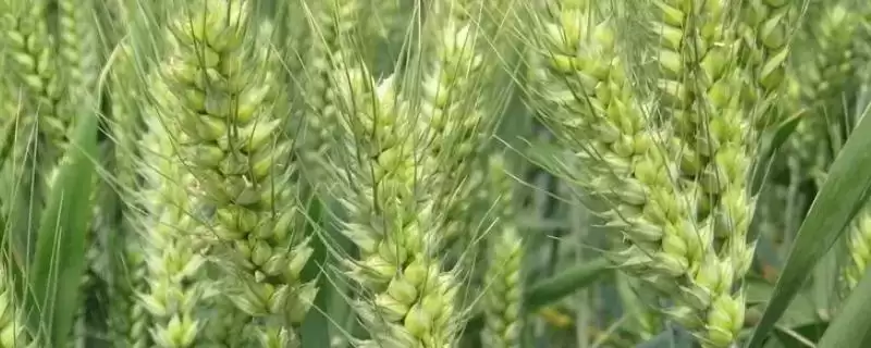 青麦4号小麦品种播期介绍(青麦4号9月中下旬播种)?-会东网