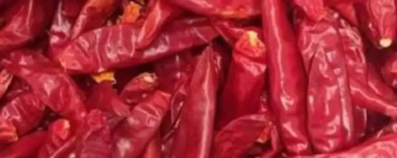 三樱椒栽培技术介绍(三樱椒一般3月上中旬播种育苗)？-会东网