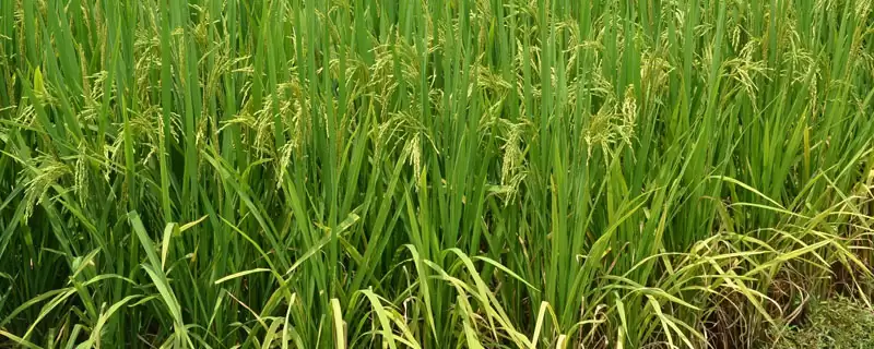 德丰A水稻品种夏秋播种约68天(德丰A水稻品种夏秋播种约68天有何规律)？-会东网