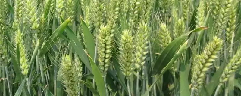 正优67小麦种子特点与偏春性品种特性(正优67小麦种子特点及偏春性品种特性)?-会东网