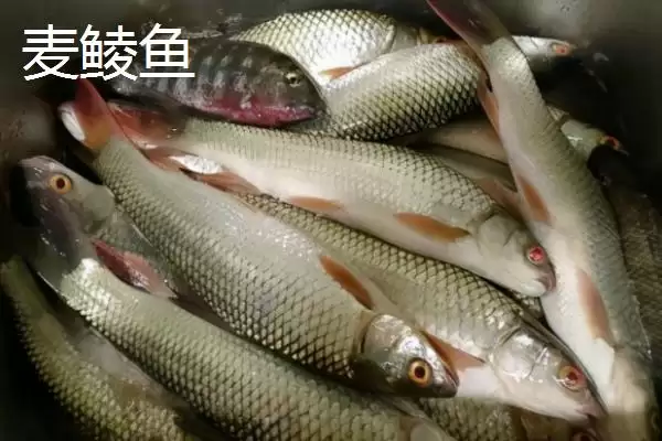 图片[4]-麦鲮鱼和红眼鱼区别介绍(麦鲮鱼圆鳞、吻钝、嘴阔与红眼鱼区别)？-会东网