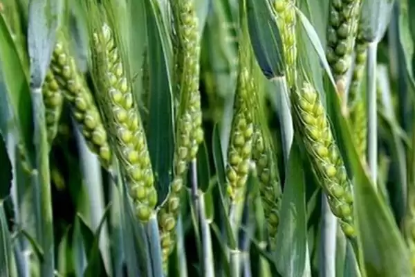 图片[2]-华糯1号小麦品种特性、全生育期(华糯1号小麦品种的特性，全生育期平均138天)？-会东网