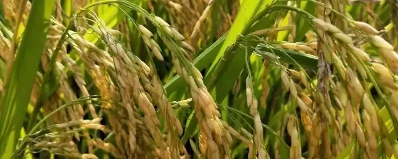东粳68水稻种子生育期141天(东粳68水稻种子生育期141天有何特点)?-会东网