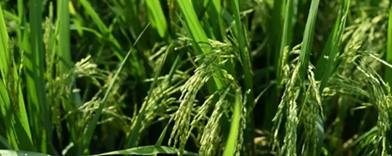 花优33水稻品种每亩栽插穴数要点(花优33水稻品种每亩栽插穴数要点)?-会东网