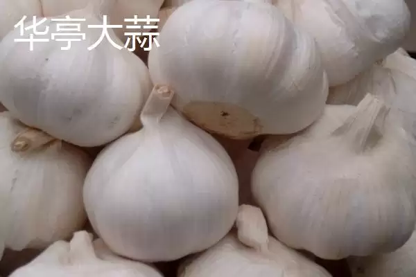 图片[11]-甘肃省民乐县的特产相关情况(甘肃省民乐县的特产，产出的苹果梨具有中国一代梨王的美誉)？-会东网