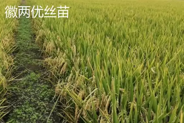 图片[6]-杂交水稻和普通水稻区别及分析(杂交水稻和普通水稻有啥区别及分析)？-会东网