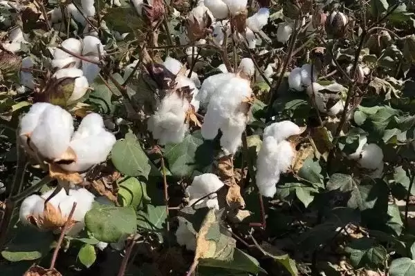 图片[3]-百棉17号棉花品种特性与夏棉品种(百棉17号棉花品种特性及夏棉品种)？-会东网