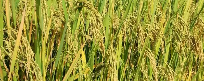 广8优1059水稻种每亩有效穗数17.49万(广8优1059水稻种每亩有效穗数17.49万有何意义)？-会东网