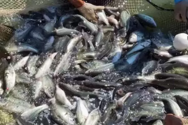 图片[2]-淡水鲈鱼的养殖具体方法(淡水鲈鱼如何养殖，需根据水色和透明度及时加注新水)？-会东网