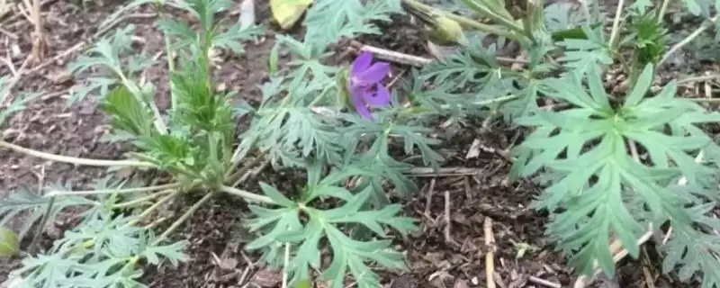 野老鹳草发生特点及与植物竞争情况(野老鹳草的发生特点及与植物竞争情况)?-会东网