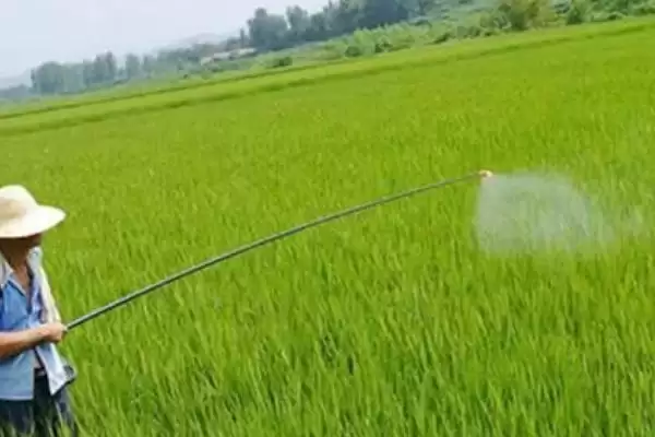图片[4]-烯草酮使用效果最佳时期及说明(在什么时候用烯草酮效果好及说明)？-会东网