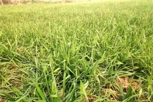 图片[3]-小麦断根方法及越冬前开始操作要点(小麦断根咋做及越冬前操作要点)？-会东网