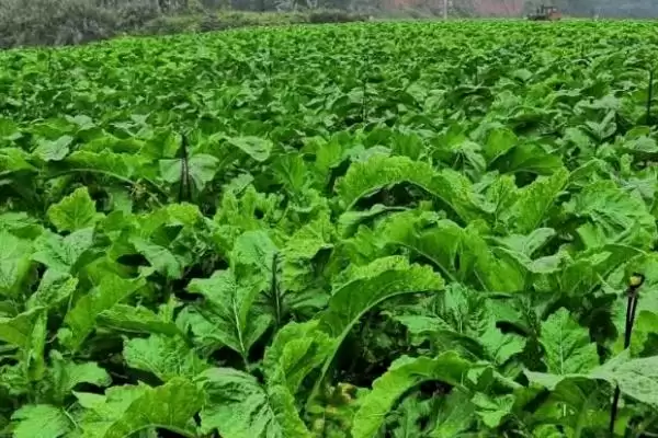图片[5]-大头菜一般可在7-10月份陆续播种(大头菜播种时间有何规律与好处)？-会东网