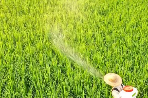 图片[3]-吡唑醚菌酯可防水稻哪些病害对纹枯病防效如何(吡唑醚菌酯防治水稻病害及纹枯病防效)？-会东网