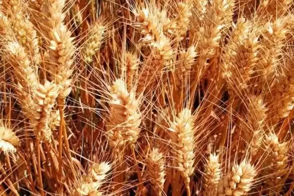 图片[3]-兰天132小麦品种特性、抗病能力(兰天132小麦品种的特性，高抗条锈病)？-会东网