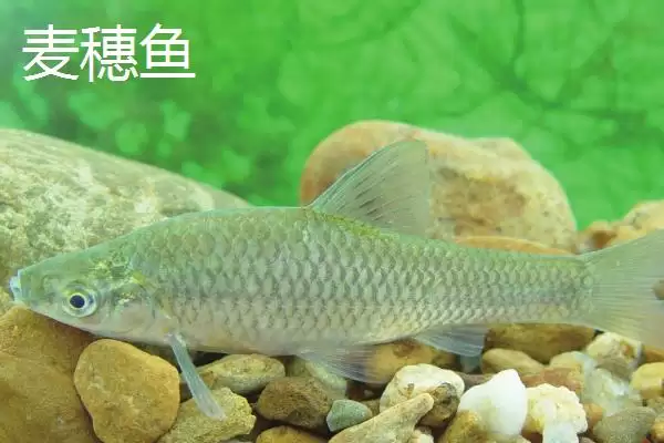 图片[5]-麦穗鱼简介(麦穗鱼是常见的小型淡水鱼类)？-会东网