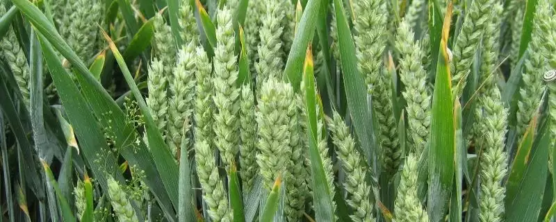 衡4399小麦种子情况、地下虫害防治(衡4399小麦种子介绍,防治地下虫害)?-会东网