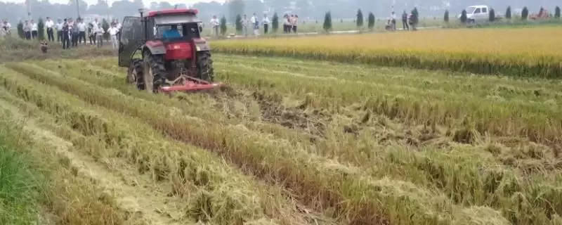 稻草还田技术在成熟时应立刻收获(稻草还田技术成熟时立刻收获有何原因)？-会东网
