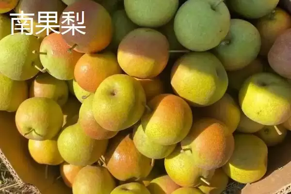 图片[11]-辽宁辽阳市有啥特产？历史文化古城，探寻特产-会东网