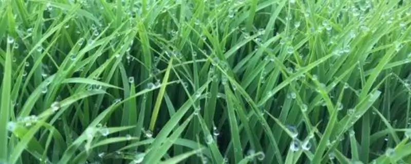 焦粳52107水稻种子全生育期149.6天有啥亮点？-会东网