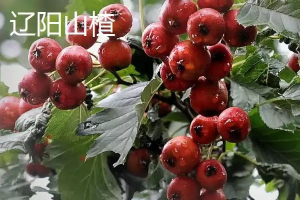 图片[7]-辽宁辽阳市有啥特产？历史文化古城，探寻特产-会东网