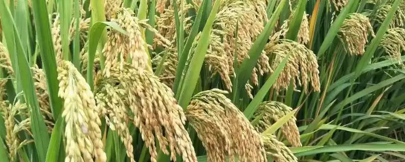 龙庆粳27啥时候播？4月12日，按时播种很重要-会东网