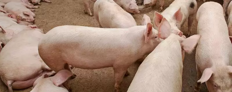 母猪便秘用3-4支开塞露有啥依据？-会东网