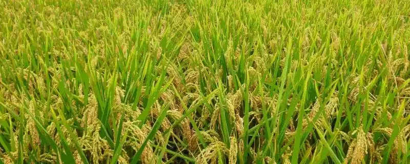 龙粳3047主茎叶片情况？主茎11片叶，掌握水稻特性-会东网