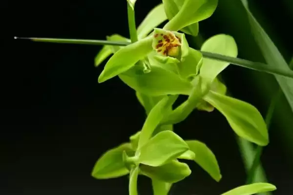 图片[3]-兰花栽培有啥要点？浇水依季节定要科学-会东网