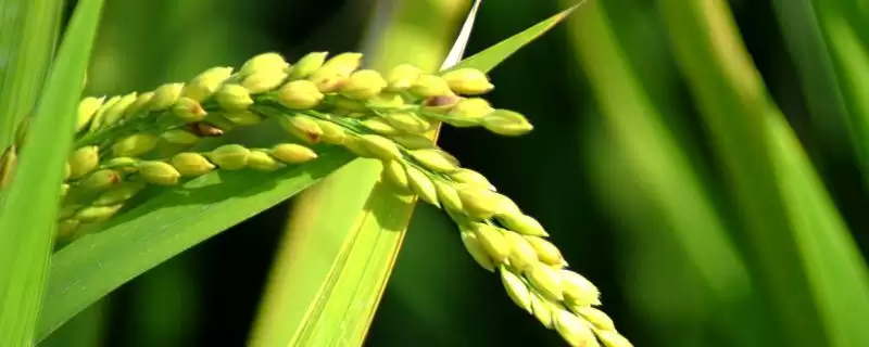 隆两优765水稻种子每亩有效穗数15.6万穗有啥作用?-会东网