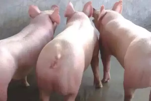 图片[2]-母猪便秘用3-4支开塞露有啥依据？-会东网