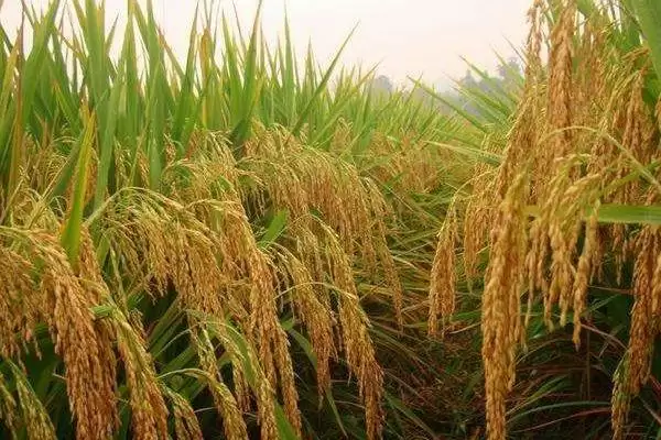 图片[4]-荃优851水稻种子该品种分蘖中等有啥影响？-会东网