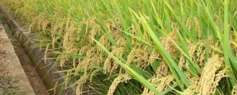 诺两优6号水稻品种每亩有效穗数17.5万有啥意义?-会东网