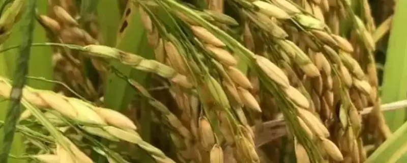 荃泰优851水稻品种每亩基本苗达8万左右为啥?-会东网