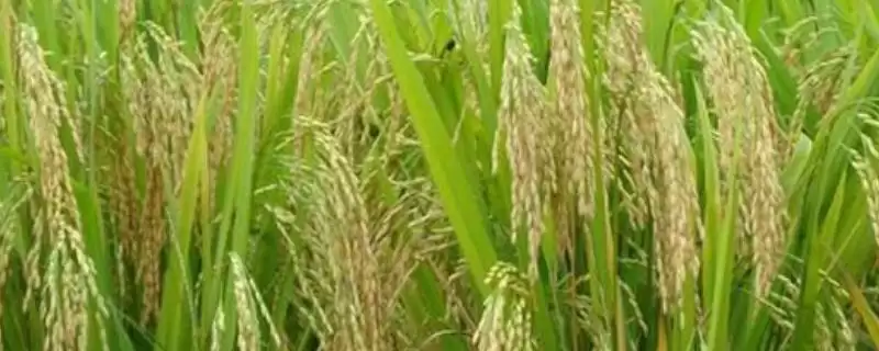 粳香优莉丝是啥水稻品种?感温籼型三系杂交种-会东网
