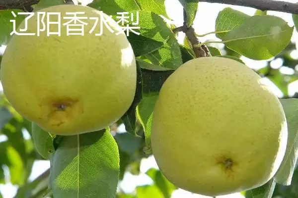 图片[6]-辽宁辽阳市有啥特产？历史文化古城，探寻特产-会东网
