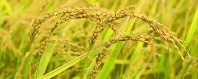 九久香优008啥时候播种？中稻区4月上中旬播种-会东网