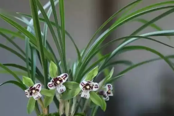 图片[4]-兰花栽培有啥要点？浇水依季节定要科学-会东网