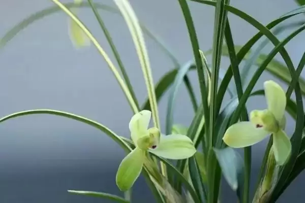 图片[2]-兰花栽培有啥要点？浇水依季节定要科学-会东网